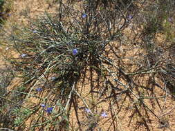 Image of Heliophila leptophylla Schltr.