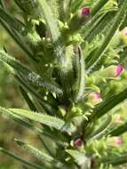 Image of prairie blazing star