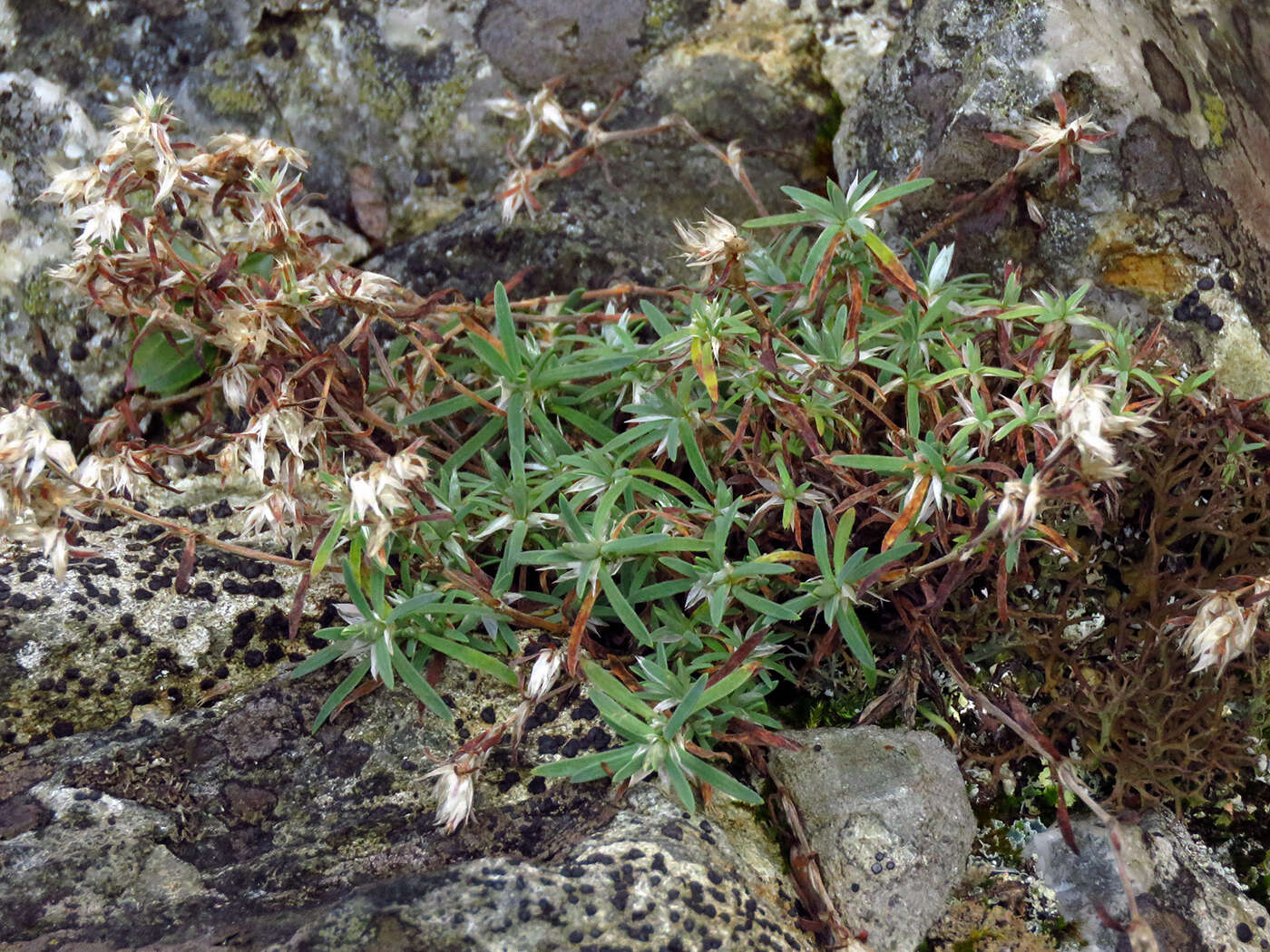 Image of silvery nailwort