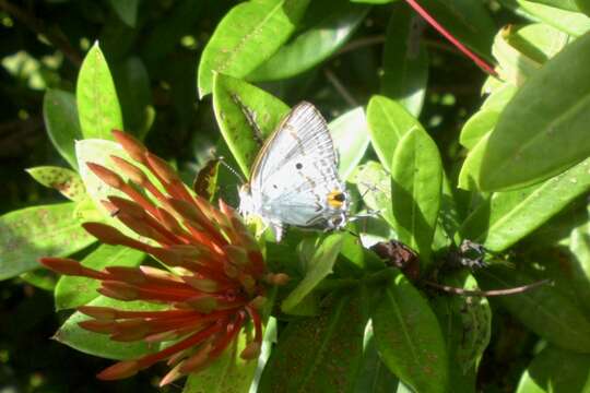 Слика од Hypolycaena ithna Hewitson 1869