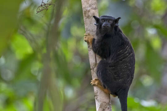 Image of Golden-handed Tamarin