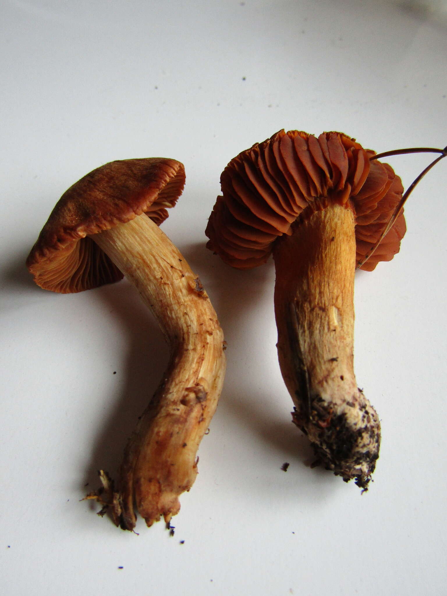 Image of Cortinarius orellanus Fr. 1838