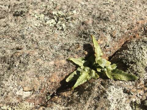 Asplenium pinnatifidum Nutt. resmi