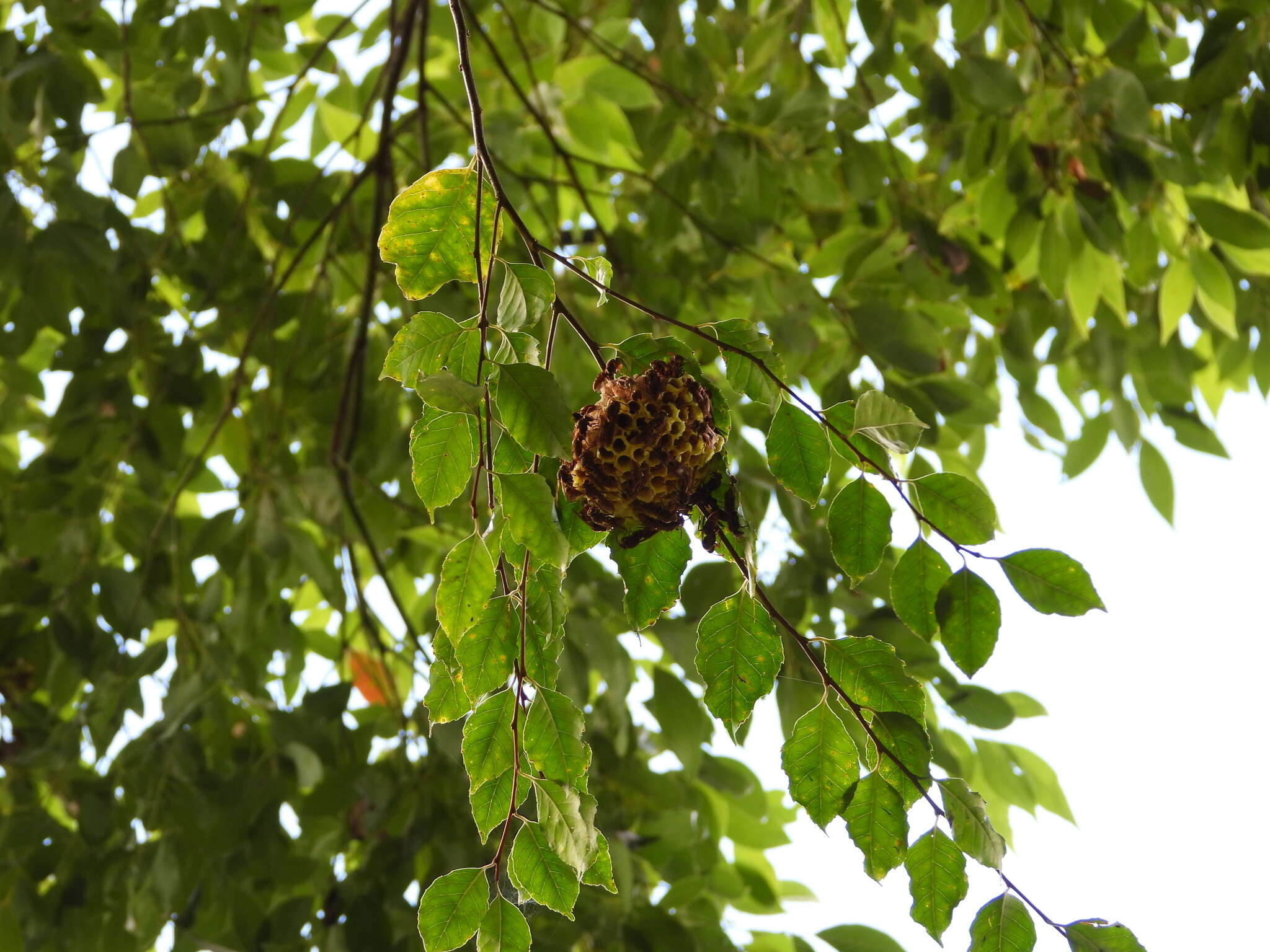 Image of Polistes takasagonus Sonan 1943