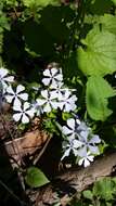 Image of wild blue phlox