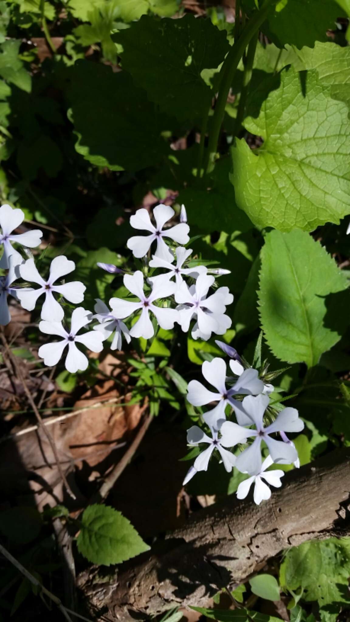 Phlox divaricata subsp. divaricata的圖片