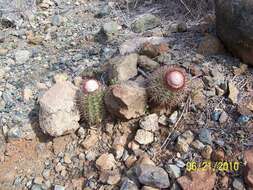 Image of Melocactus harlowii (Britton & Rose) Vaupel