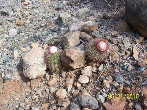 Melocactus harlowii (Britton & Rose) Vaupel resmi