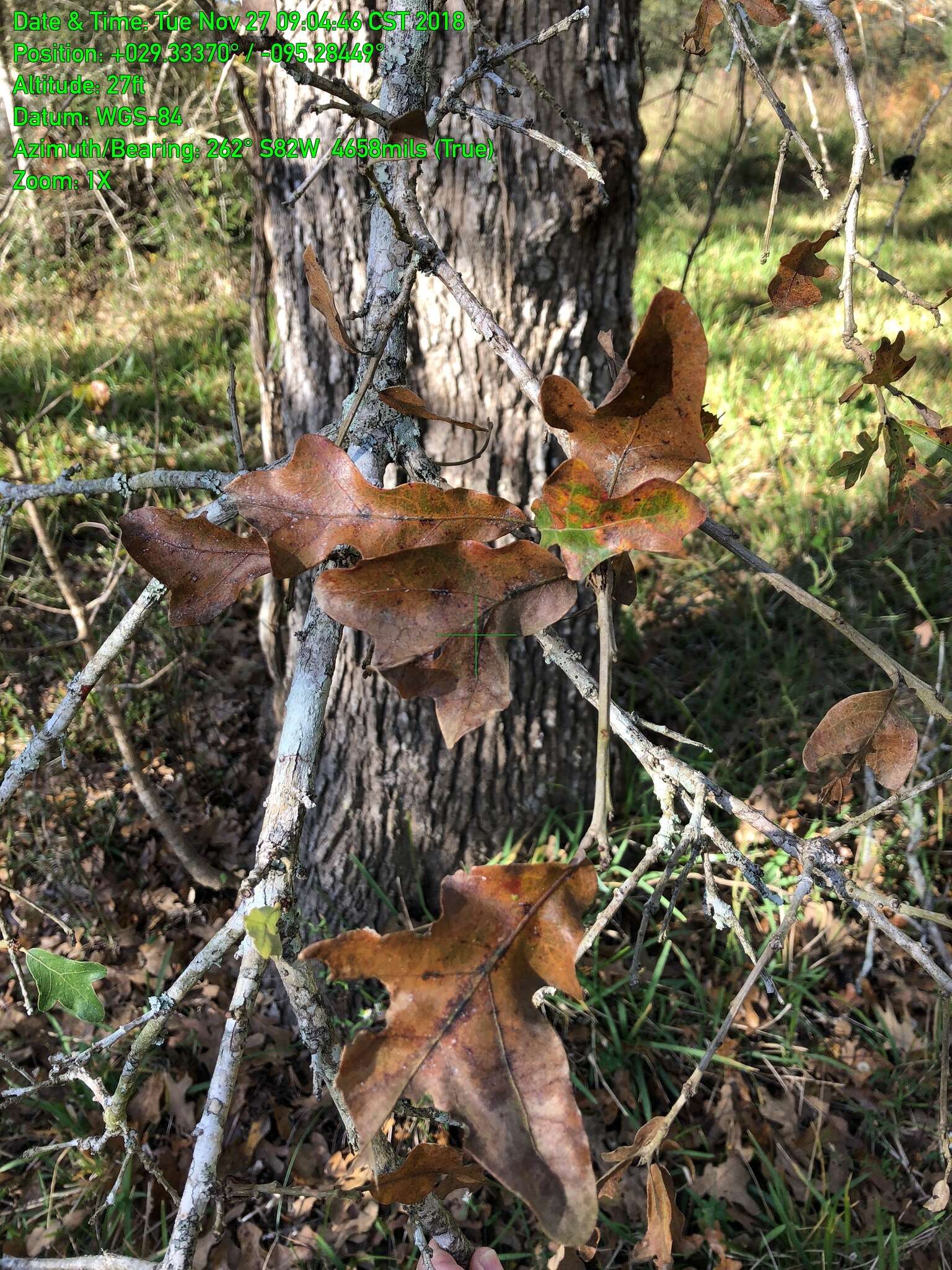 Image of Delta Post Oak