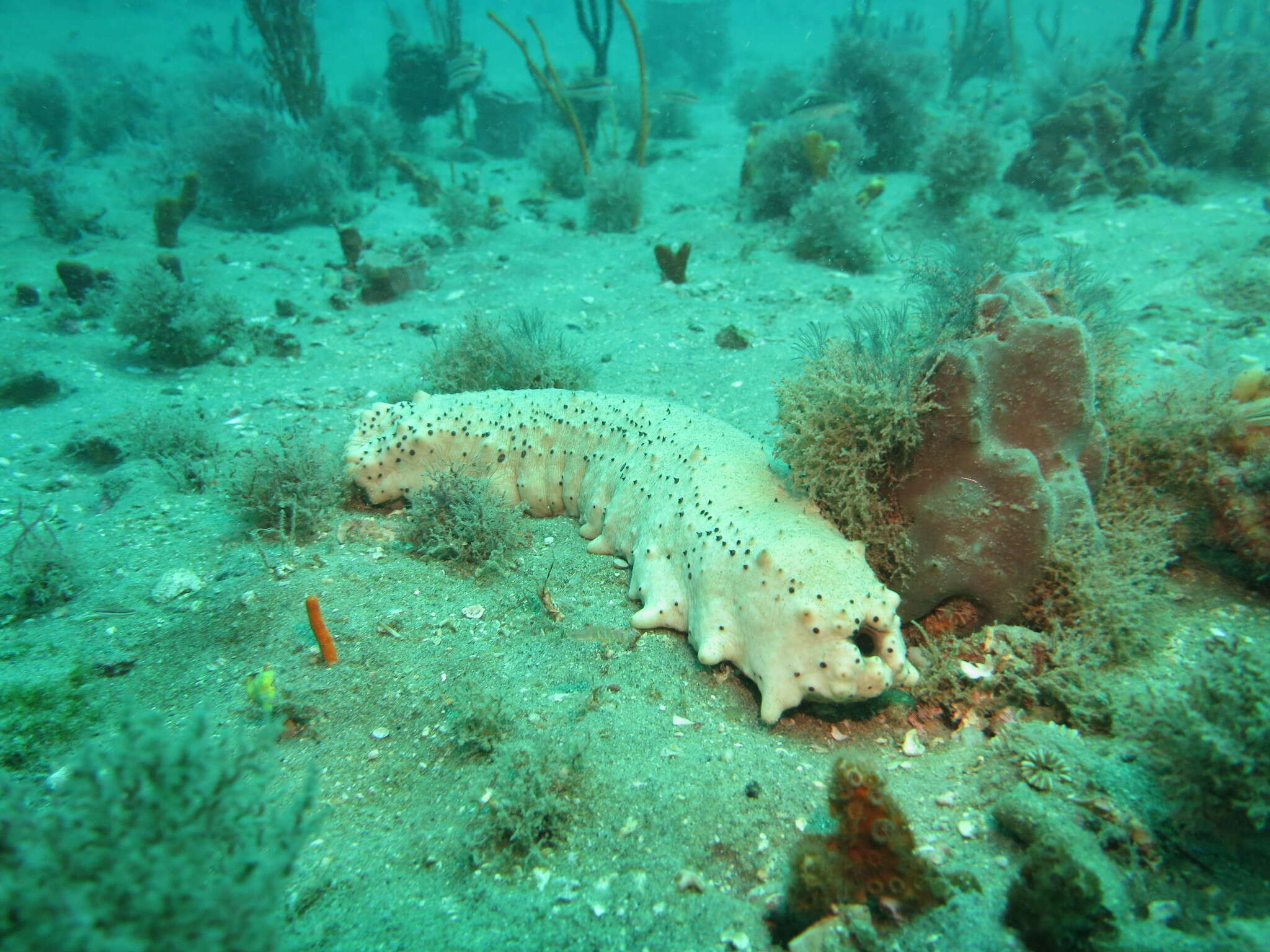 Image de Concombre de mer à points