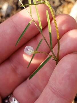 Imagem de Vicia minutiflora D. Dietr.