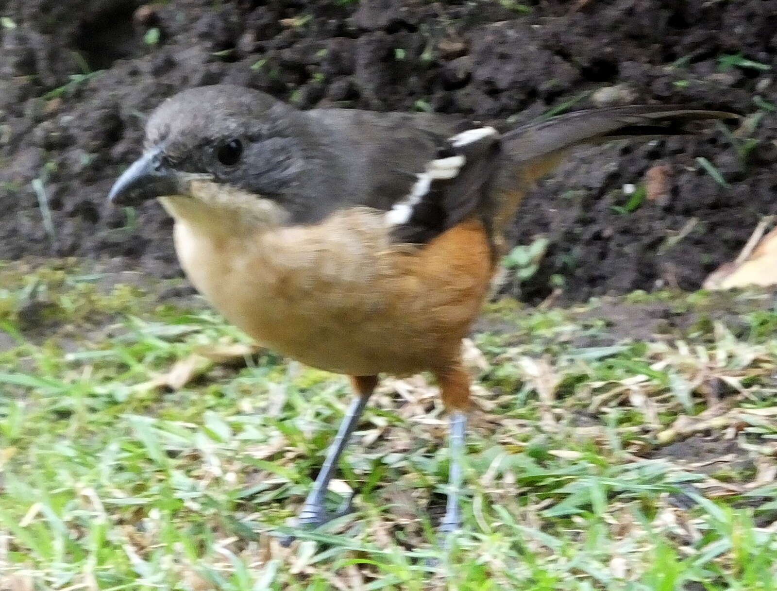 Image de Laniarius ferrugineus ferrugineus (Gmelin & JF 1788)