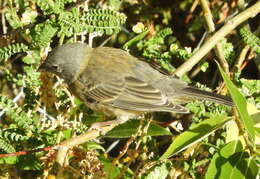 Image of Gray-hooded Sierra-Finch