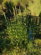 Image of Antelope Grass