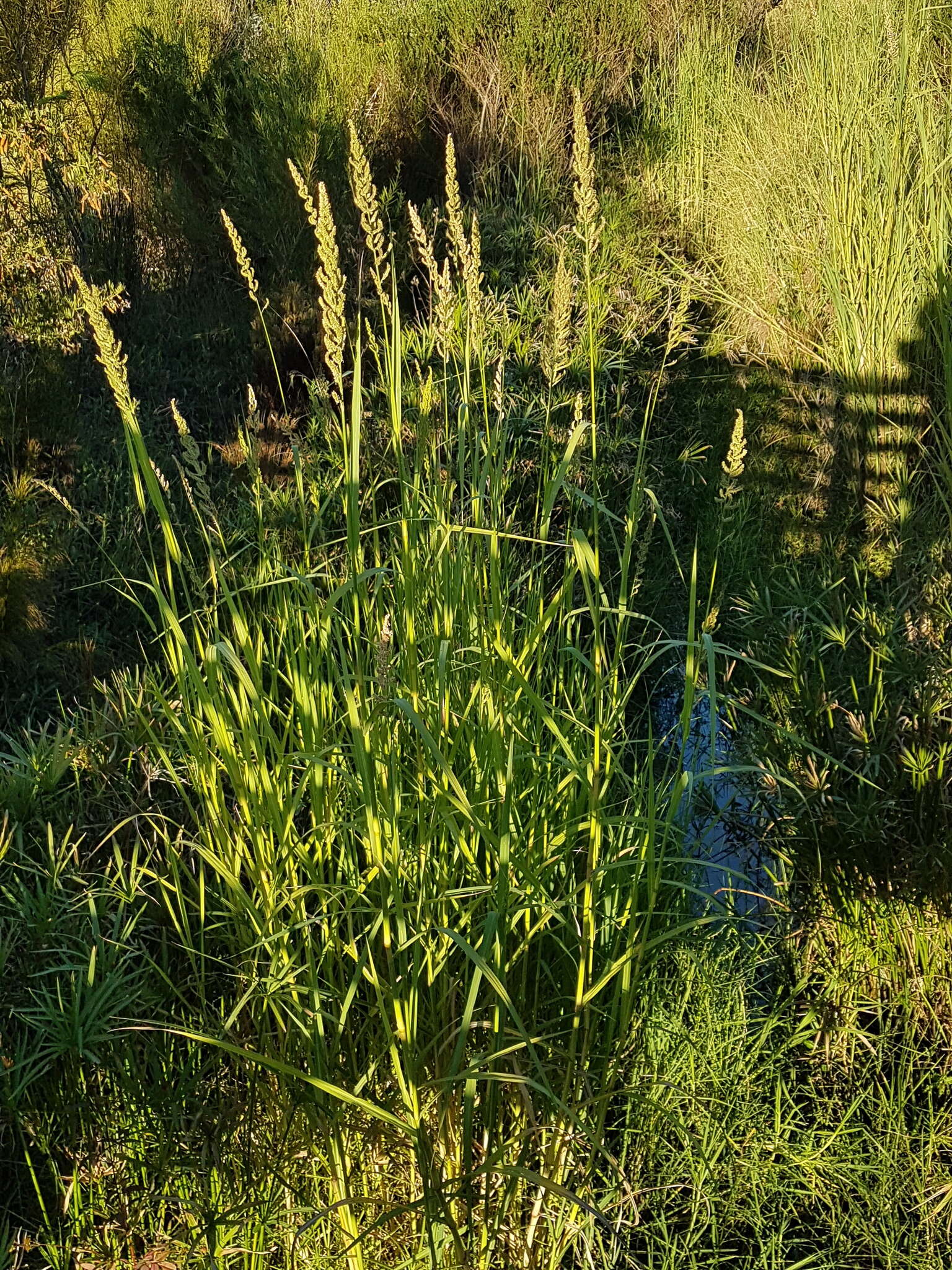 Image of Antelope Grass