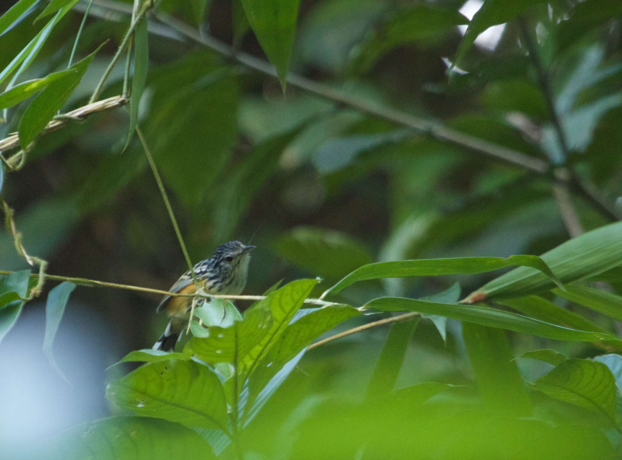 Image of Striated Antbird