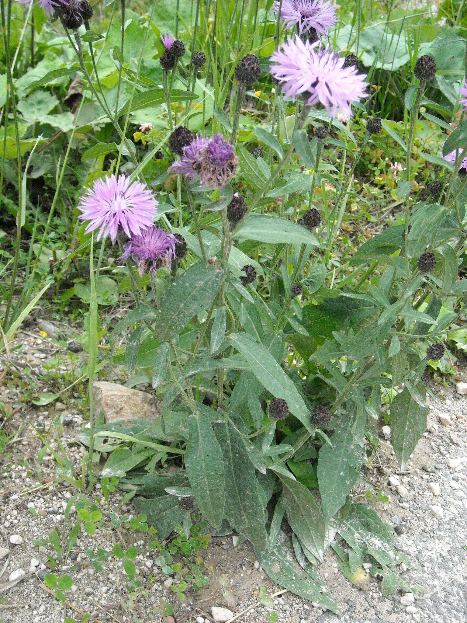 Image of alpine knapweed