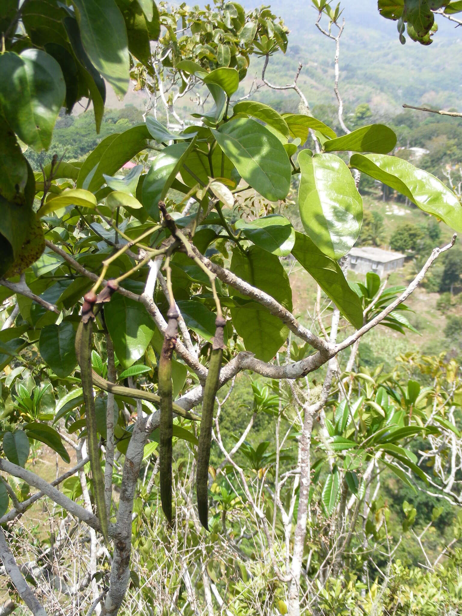 صورة Tabebuia platyantha (Griseb.) Britton