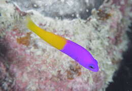 Image of Bicolor dottyback