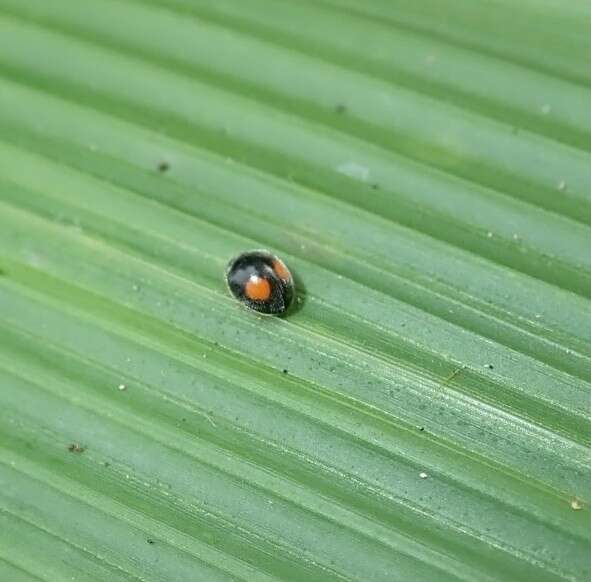 Sivun Cryptogonus orbiculus (Gyllenhal 1808) kuva