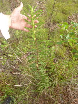 Image of pineland milkweed