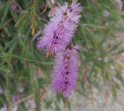 صورة Melaleuca decussata R. Br.