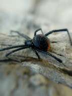 Image of Latrodectus mirabilis (Holmberg 1876)