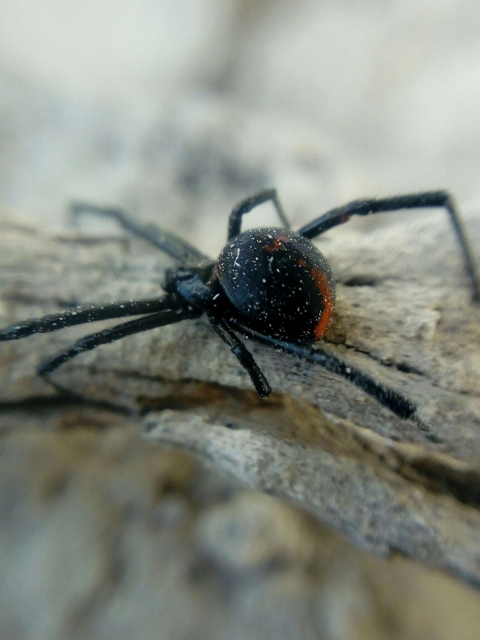 Image de Latrodectus mirabilis (Holmberg 1876)