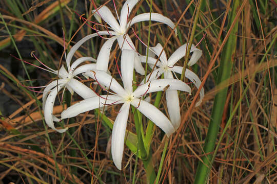 Image de Crinum americanum L.