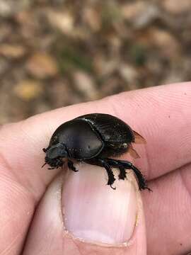 Image of Cnemotrupes semiopacus (Jekel 1865)