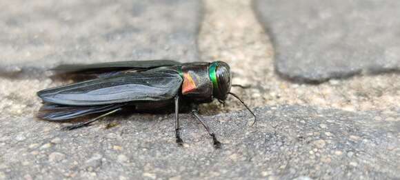 Image of Jewel beetle