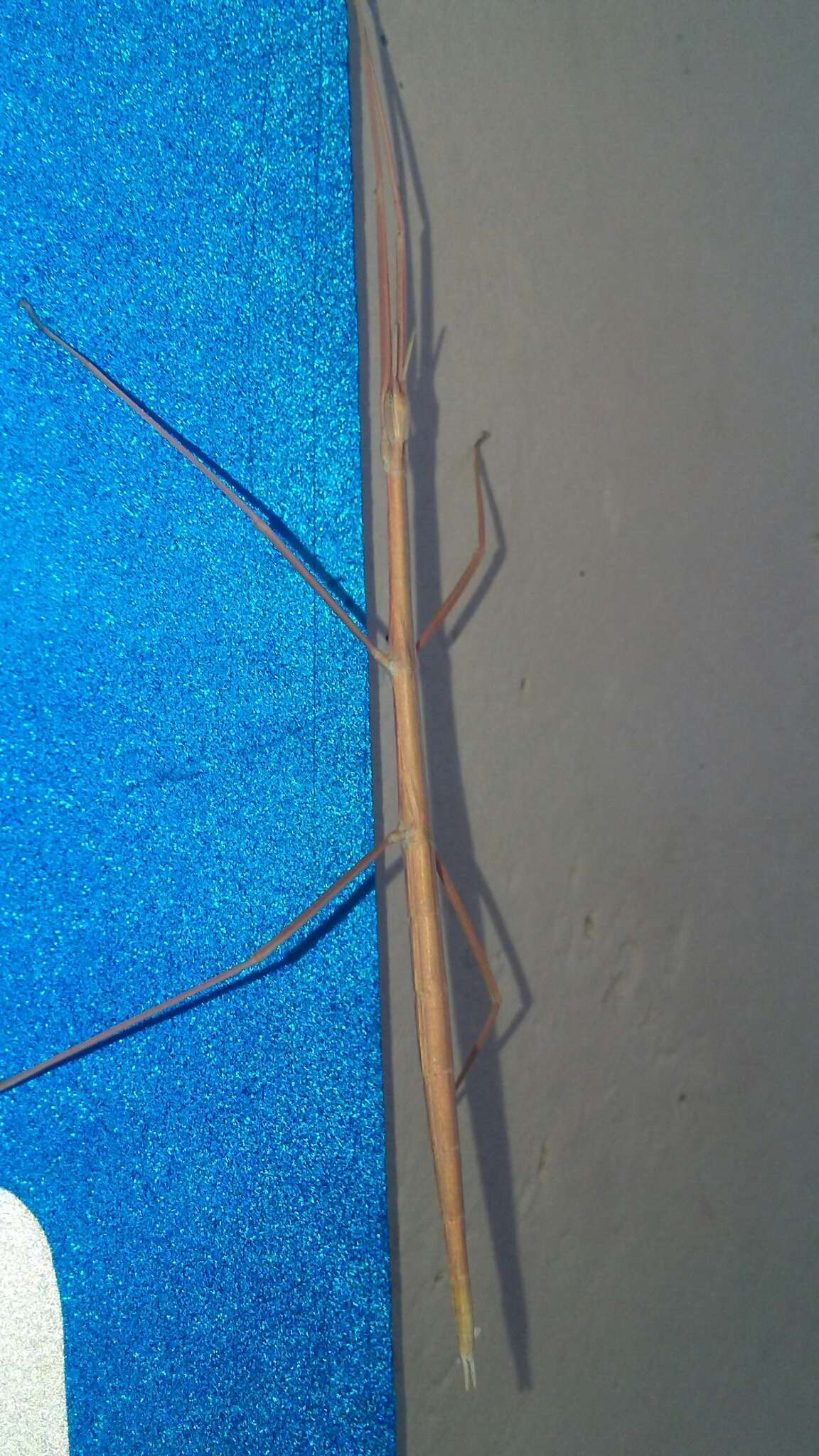 Image of Western Short-horn Walkingstick