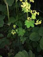 Image of Alchemilla micans Buser