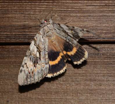 Image of Yellow-banded Underwing