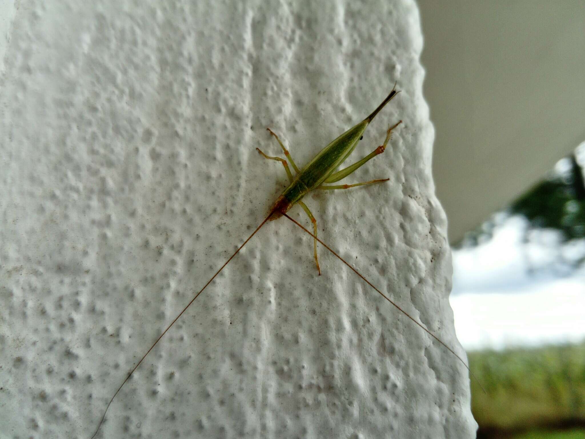 Image of Different-horned Tree Cricket