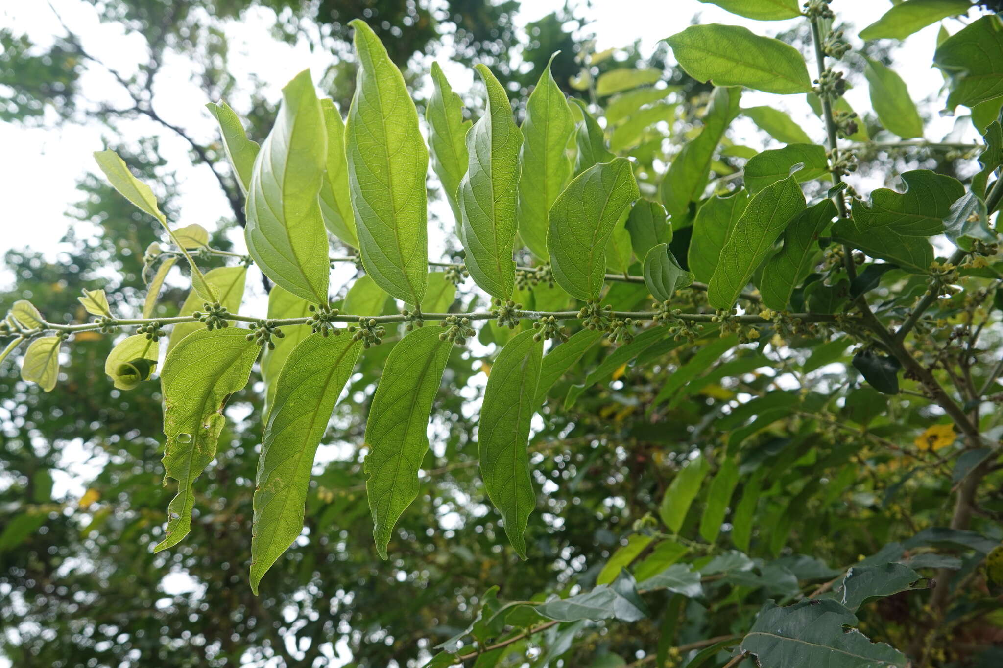 Слика од Glochidion philippicum (Cav.) C. B. Rob.