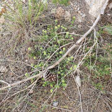 Image of Teucrium carthaginense Lange