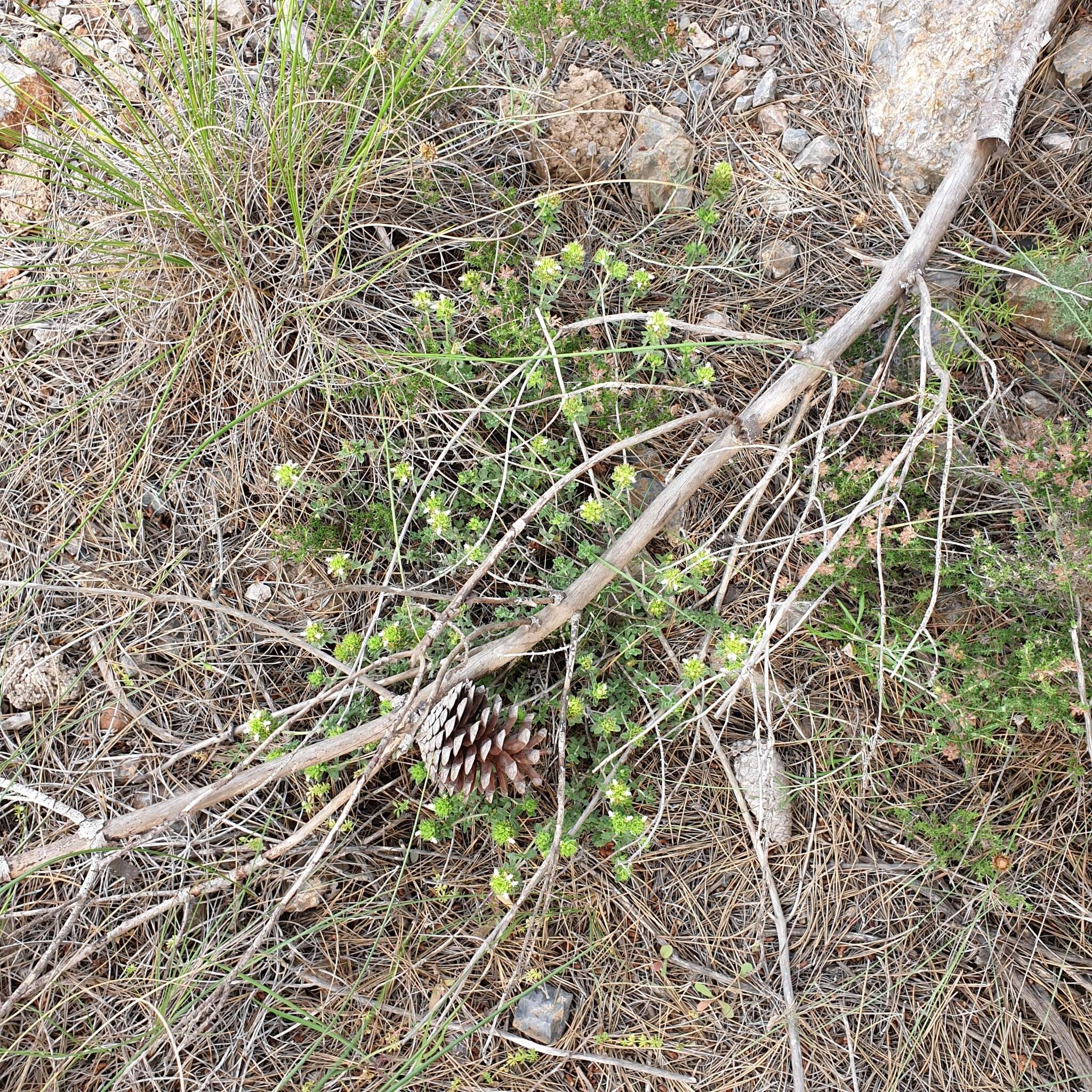 Image of Teucrium carthaginense Lange