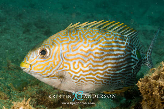 Image of Lined rabbitfish