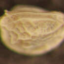 Image de Radimella aurita (Skogsberg 1928)