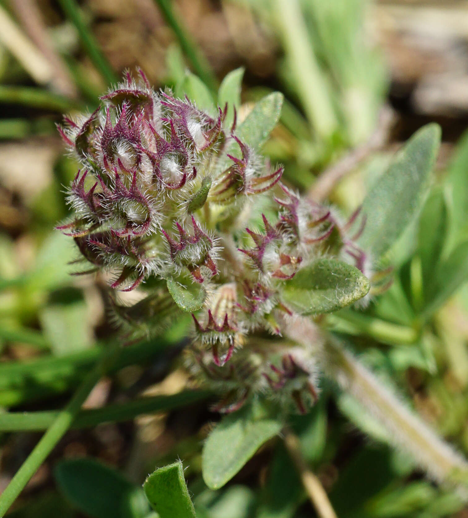 Image of Thymus odoratissimus Mill.