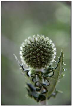 Image of Echinops armatus Stev.