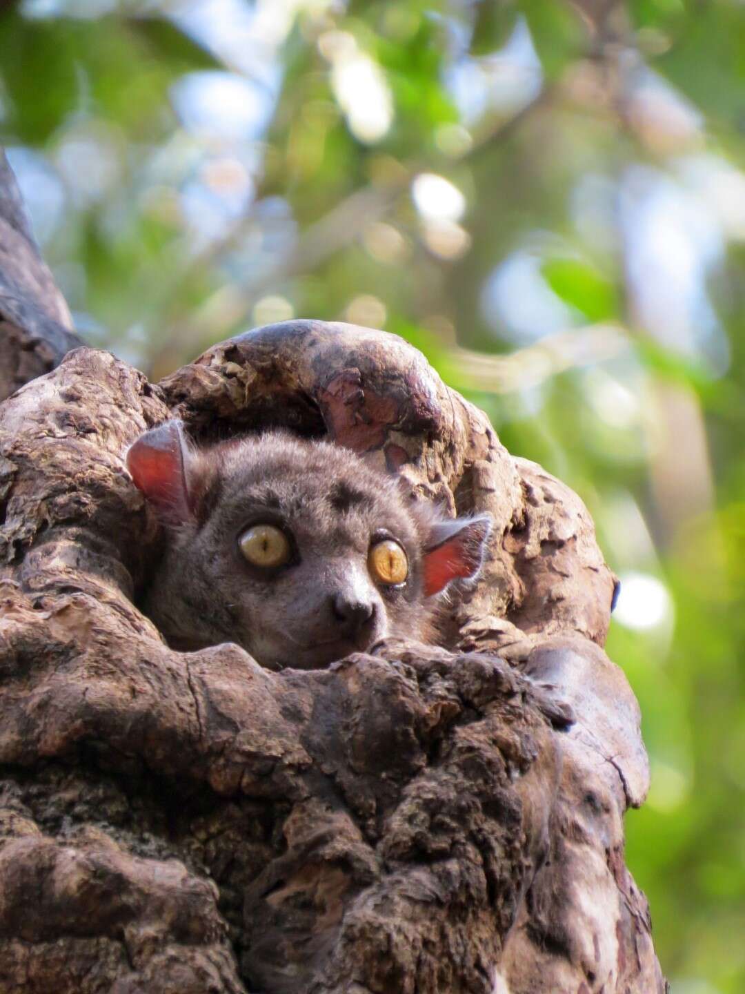 Lepilemur randrianasoloi Andriaholinirina, Fausser, Roos, Zinner, Thalmann, Rabarivola & Ravaoarimanana et al. 2017的圖片