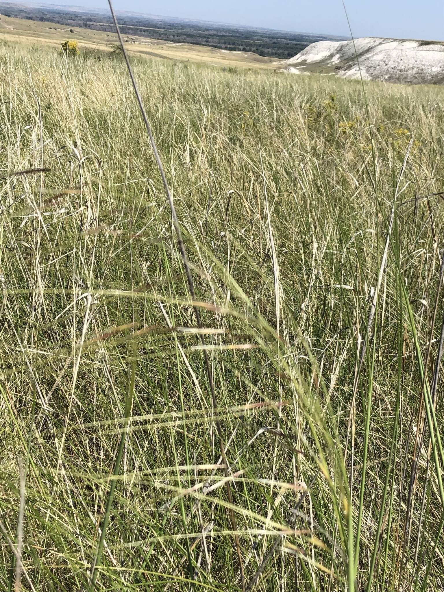 Imagem de Stipa capillata L.