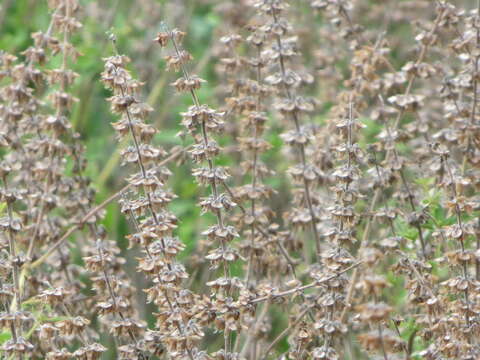 Imagem de Ocimum americanum var. americanum