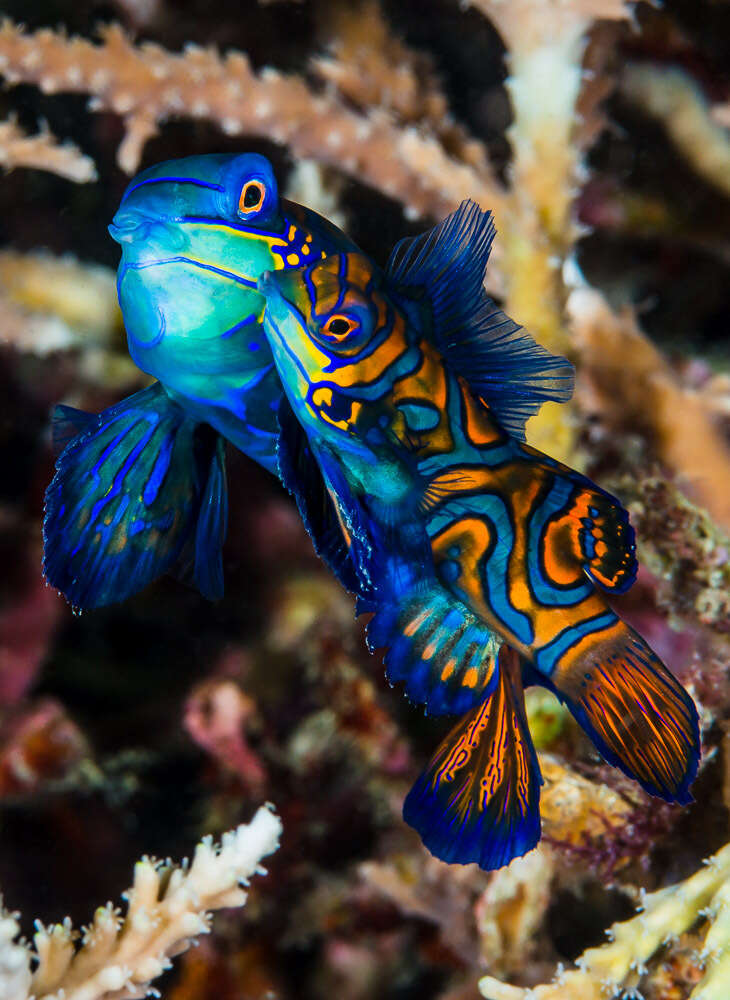 Image of Mandarinfish