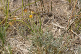 Image of Artemisia potentilloides var. nitrophila (Cronquist) C. R. Hobbs & B. G. Baldwin