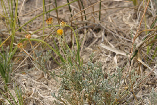 Plancia ëd Artemisia potentilloides var. nitrophila (Cronquist) C. R. Hobbs & B. G. Baldwin