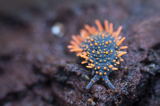 Слика од Holacanthella paucispinosa (Salmon & JT 1941)