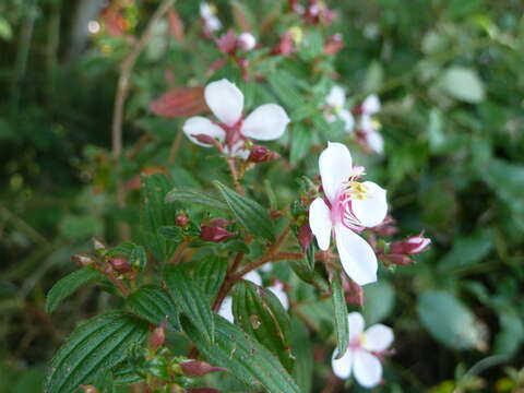 Imagem de Monochaetum floribundum (Schltdl.) Naud.